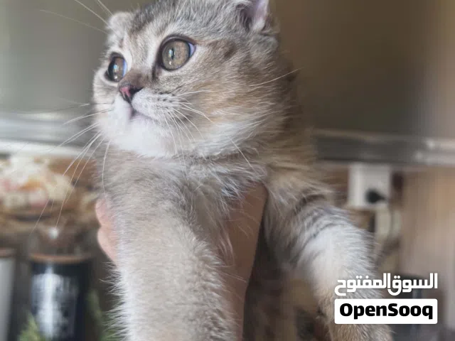 انثى سكوتش فولد قولدن