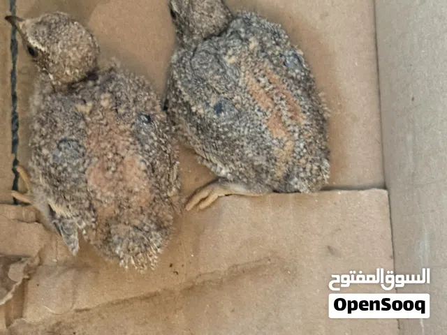 عشوي طيرين بصحه جيده