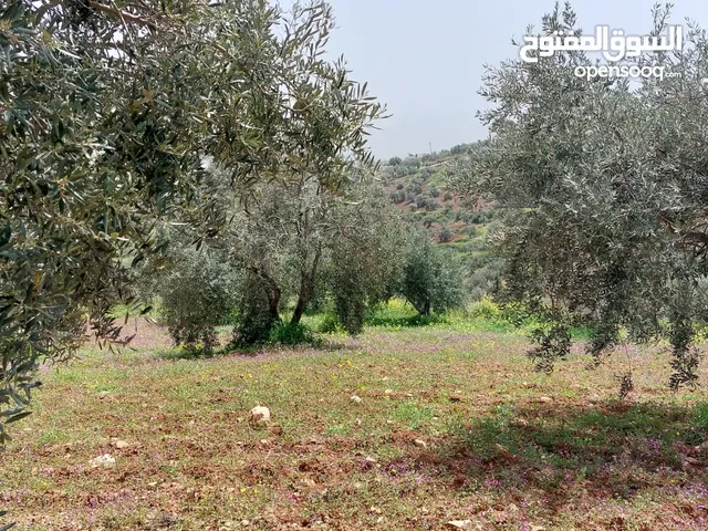 Farm Land for Sale in Jerash Al-Kittah