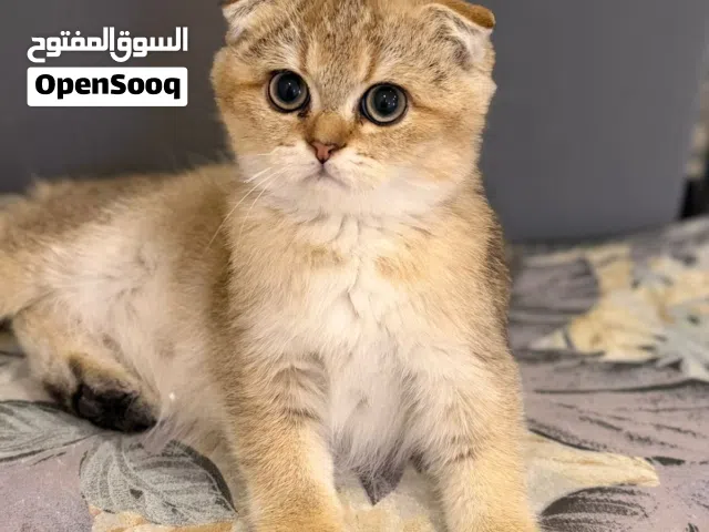 Scottish fold kitten