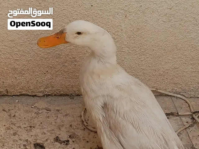 بط بلدي للبيع