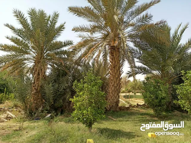 Farm Land for Sale in Al Jawf Other