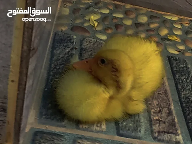 بطه فرخ عمرها شهر