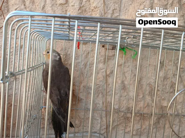 طيور حب 15 مع قفص   كوكتيل ذكر بدون قفص 22 الروز  منجا ب 20 مع قفص