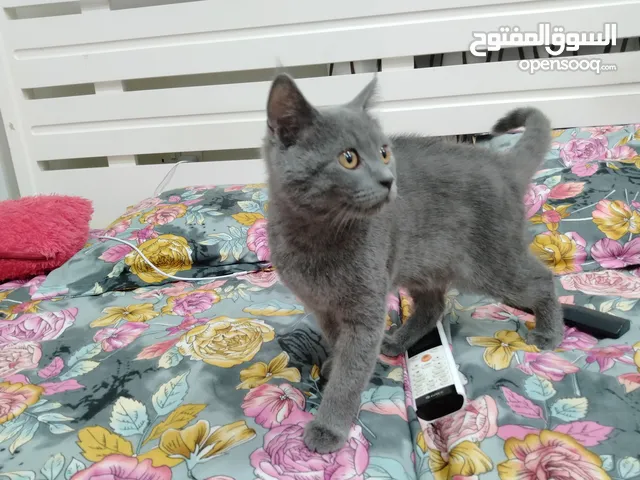 قطة بريطانية قصيرة الشعر رائعة للبيع ! - Adorable British Shorthair Kitten for Sale
