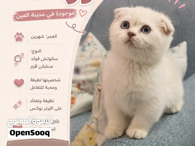 منشيكن سكوتش فولد