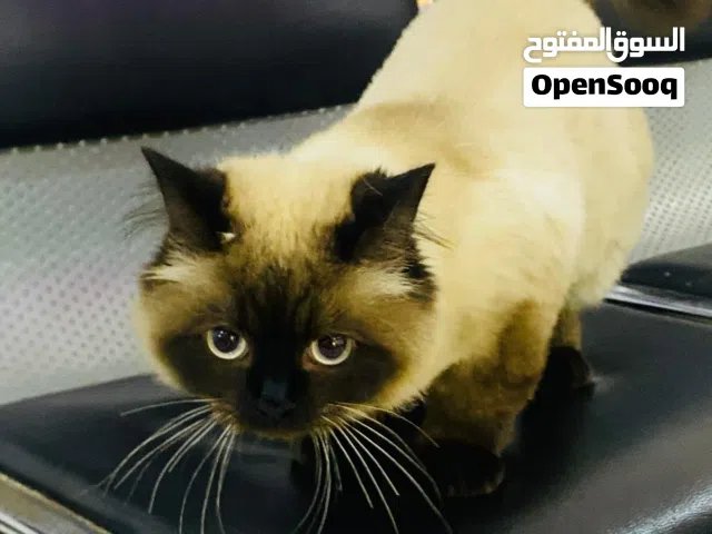 قط اللبيع بصحه جيده مع جواز تطعميات