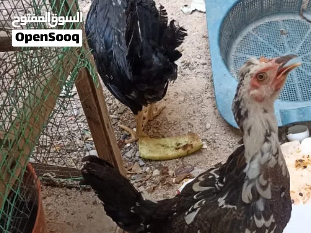 دجاج للبيع