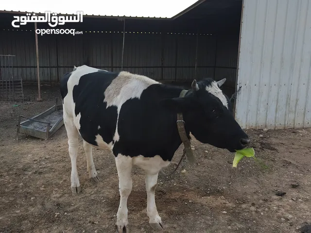 بقره نضيفه امها تحلب 42