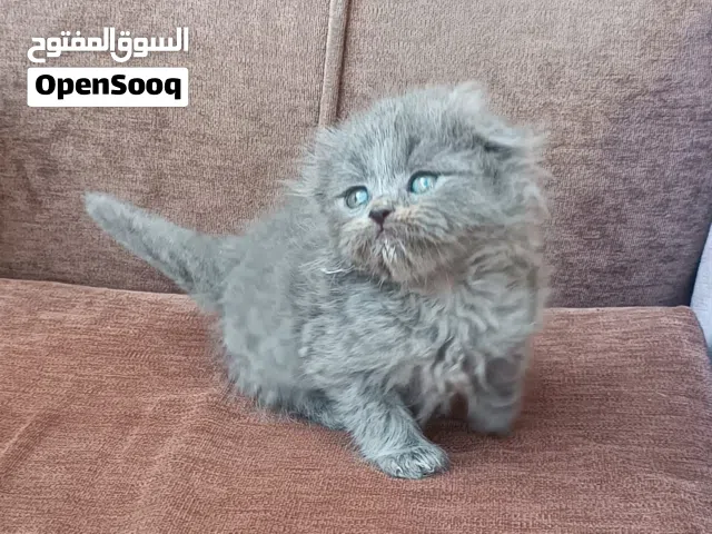 صعب جدا تلاقي زي هيك مستوى جمجمه ضخمه كتن ذكر  سكوش بيور قولدين توب نضافه تبارك الرحمان جميل جدااااا