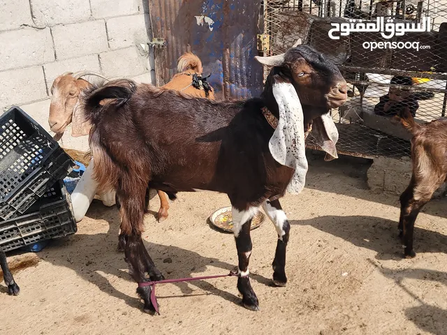 تيس هندي عمر سنه السعر