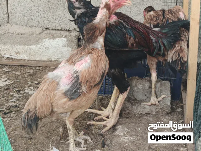 سلام عليكم شوف لوصف بلاش