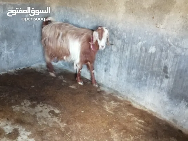 عنز لحم سن جمع شطرا للبيع....