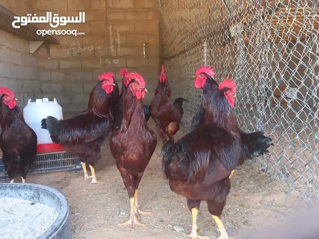 تمانيه فراريج رود ماشاء الله