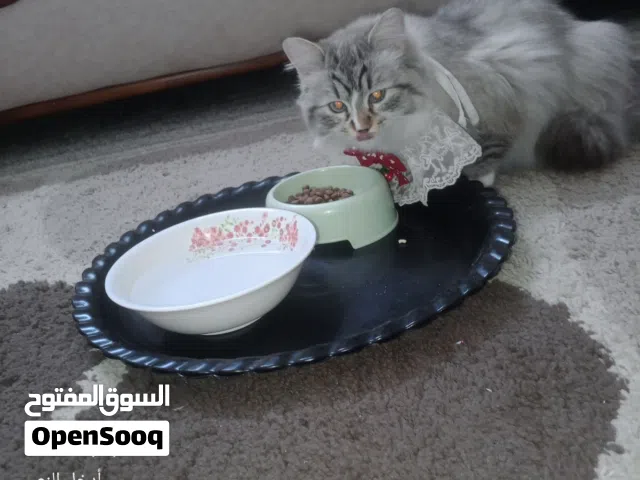 هماليا سلاله ايرانيه