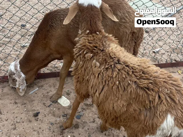 خروف سوداني تهري كيف امبدل