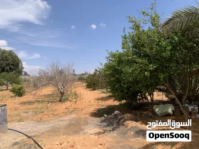 Residential Land for Sale in Tripoli Wadi Al-Rabi