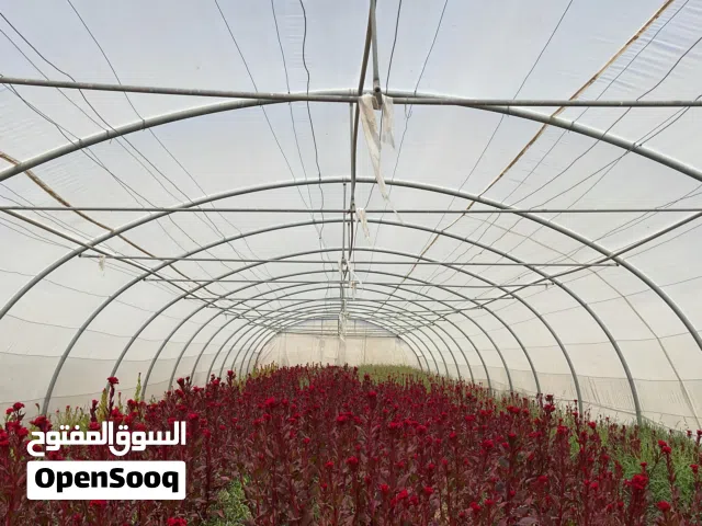 هيكل بيت محمية زراعية Greenhouse شبة جديد جاهز للنقل والتركيب