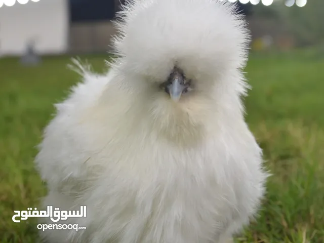 دجاج سلكي هادئ و لطيف مع الأطفال و الكبار