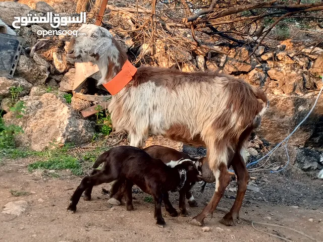 للبيع عنز رومانيه معها توم جديان حليب نخب