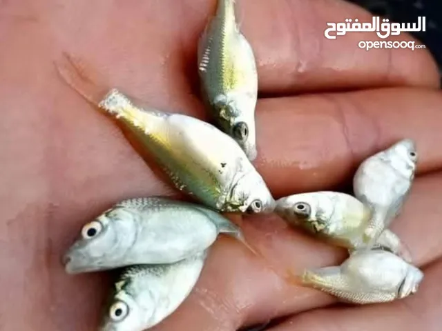 سمك كرب عقده ونص متوفر كميات كبيرة