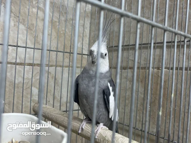 كوكتيل ذكر نار جاهز للتزاوج عروض عيد الأضحى المبارك