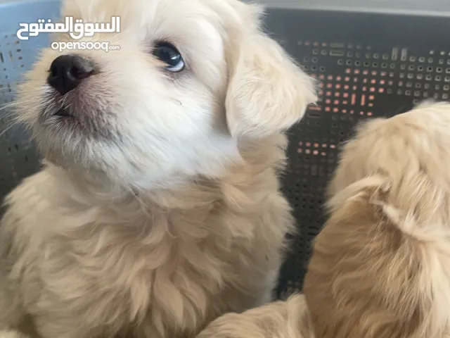 مالتيز تيريل