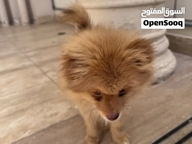 كلب عمره 3 اشهر