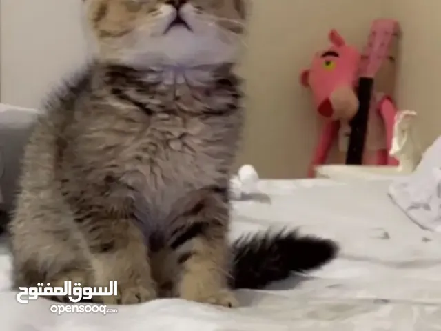 قط سكوتش ستريت شورت هير للبيع