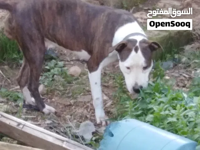 بتبول تايجر
