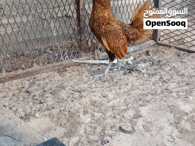 فروج سبرايت انيق درجة أولى