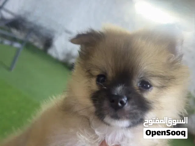 Dog Pomeranian
