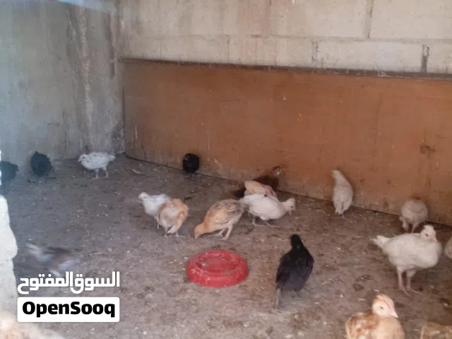صيصان بلدي للبيع