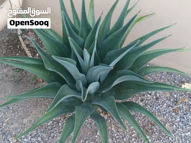 شتلات صبار امريكي