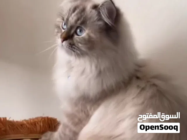 قطة للتبني