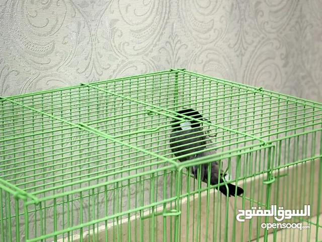 للبيع 2 بلابيل بحالة جيدة