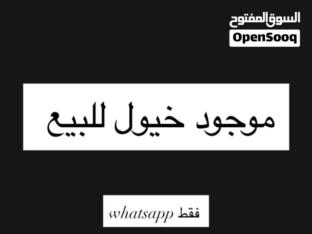موجود خيول للبيع وتس اب فقط
