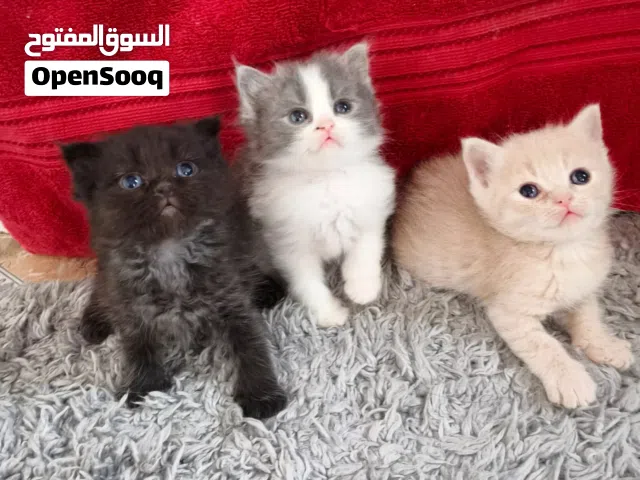 قطط صغار للبيع سكوتش فولد عمر شهر وشئ
