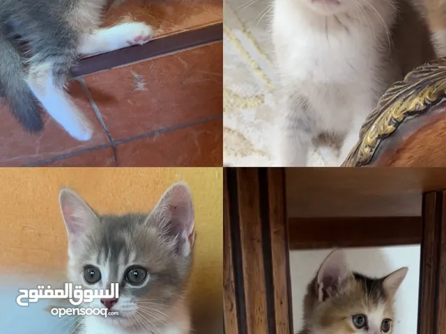 4 قطط برتش