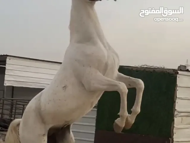 للبيع حصان مصري ‏‏