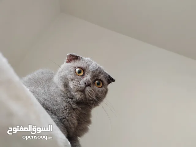 Scottish fold female kitten by European breeder in uae