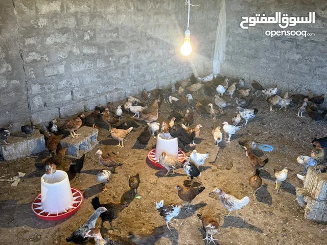 دجاج عماني للبيع