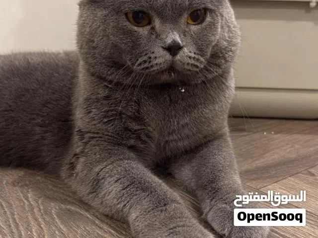 قط ذكر للبيع سكوتش فولد بلو