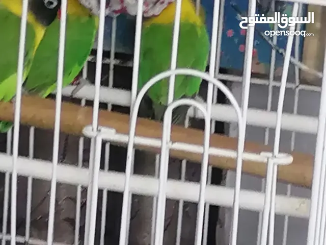 غندور افريقي باب اول للبيع بغداد البياع