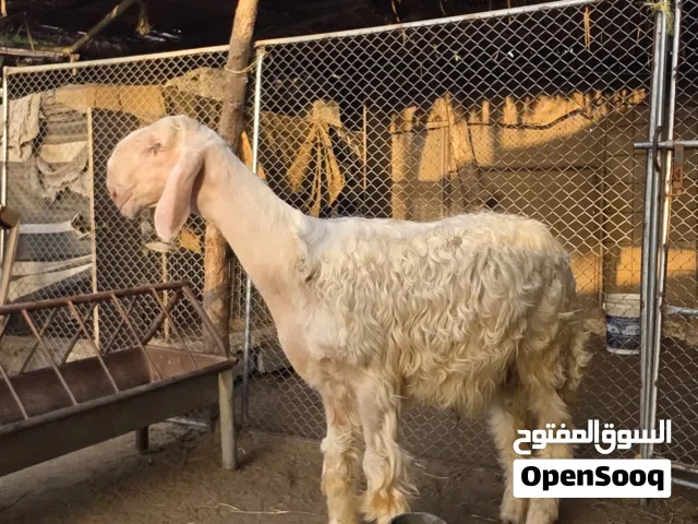 كبش نجدي بيور معرف السلاله