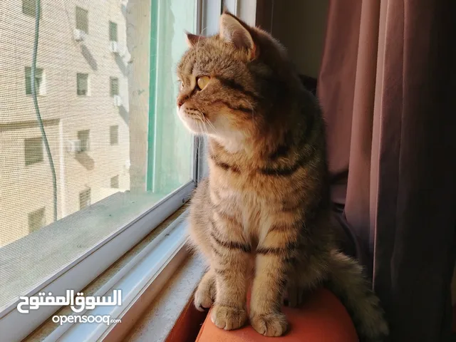 من سلالة قط بريطاني قصير الشعر للتزاوج