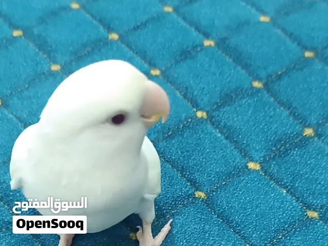 غندوره روز اليف شوف وصف