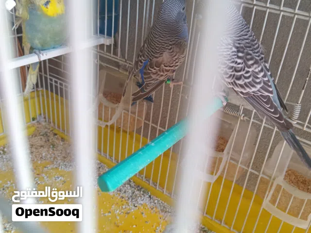 طيور بقلينو