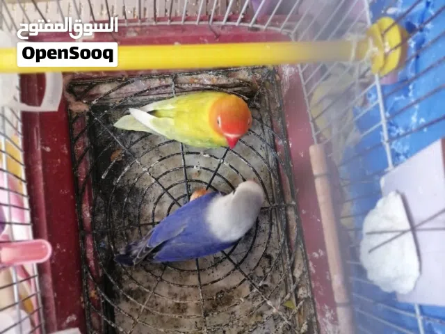 قصين فيشر قص ذهبيات و اوبلاين بلو و قص ذهبيات و اسبلت اوبلاين فايلوت