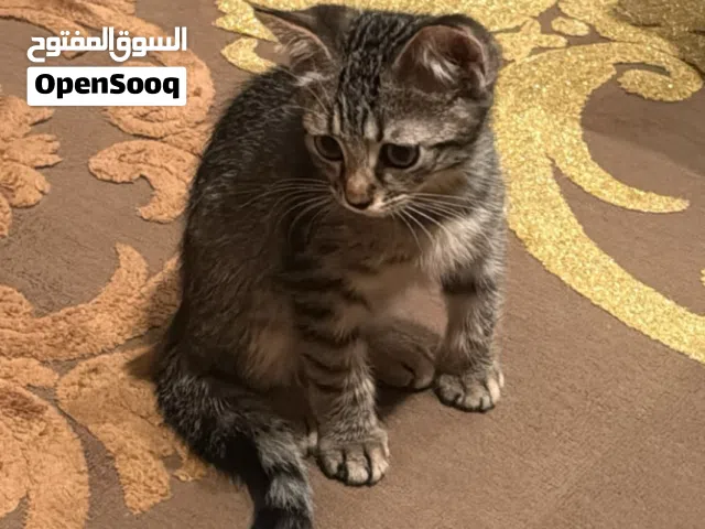 Cat to adopt - قطط لتبني